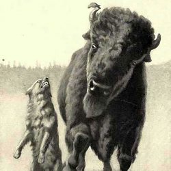 Fido Speaks Fuck-o