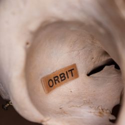 Orbit Macht Frei